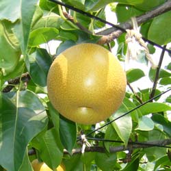 Nashi or Asian Pear
